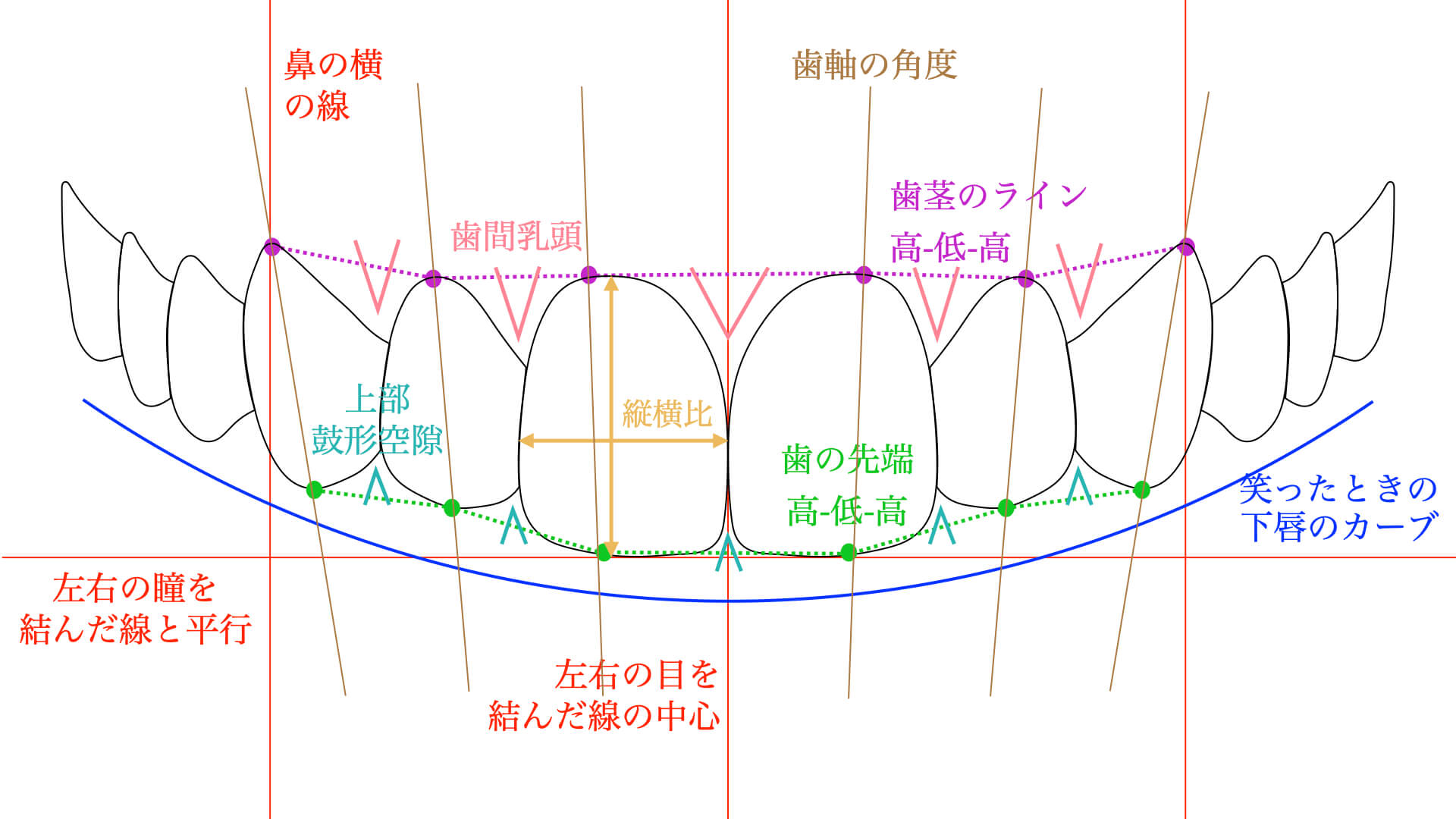美しいとされる上顎前歯の条件
