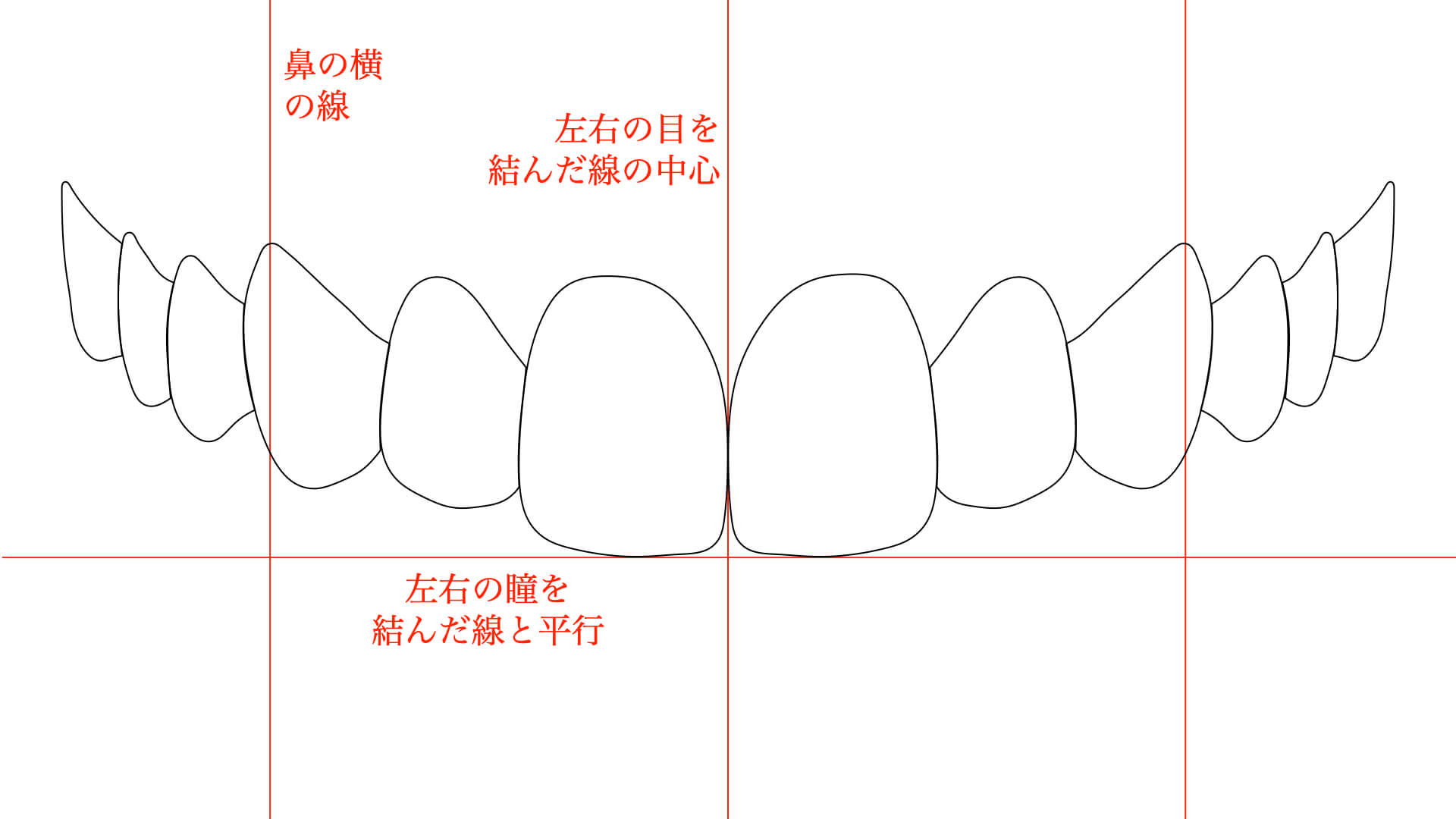 美しいとされる歯の横の位置・縦の位置
