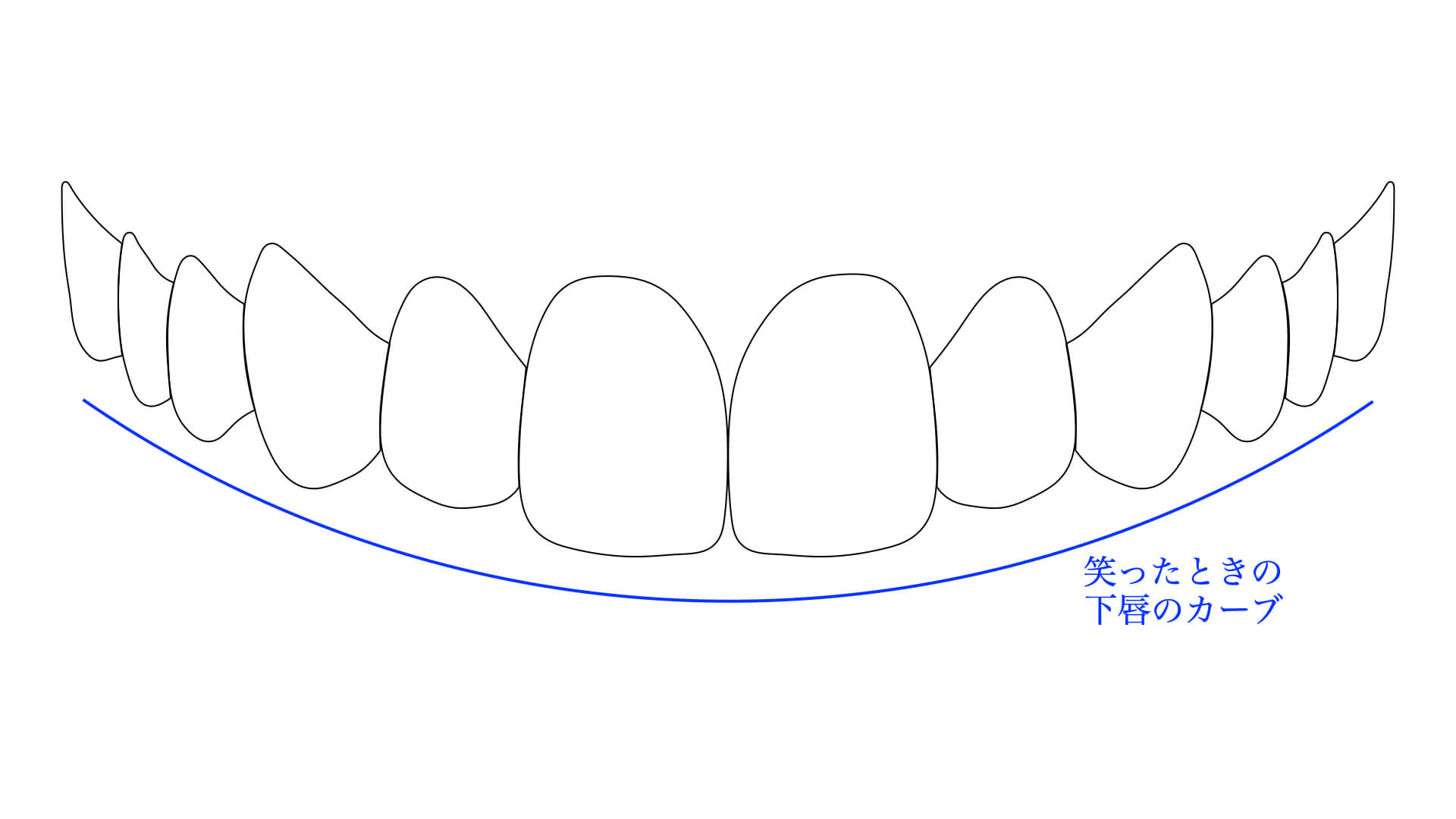 美しいとされる歯のカーブ