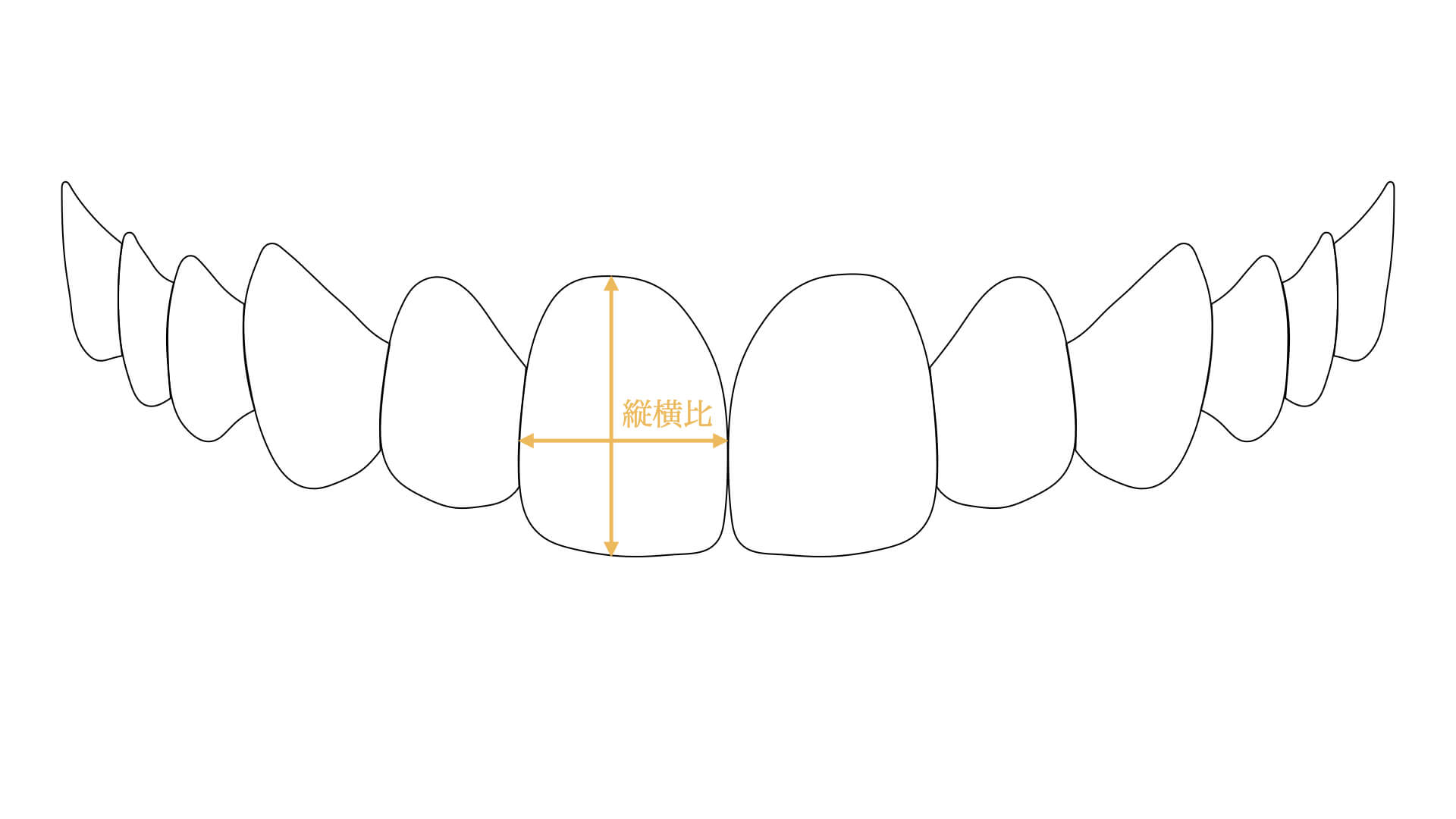 歯のサイズ（縦横比）