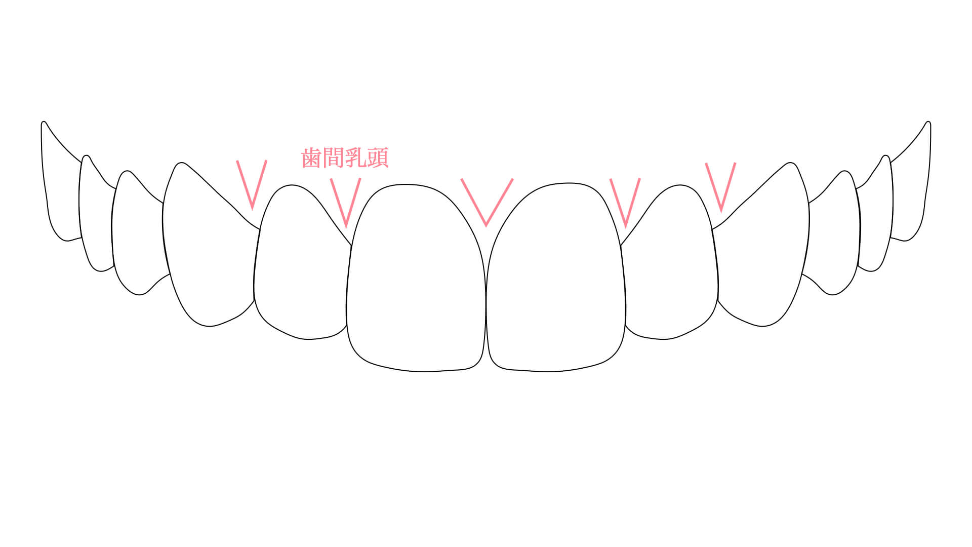 歯間乳頭（しかんにゅうとう）